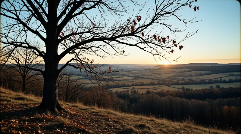 A dark leafless tree dominates the left foreground with intricate branches silhouetted against a wide expanse of agricultural fields and distant hills bathed in the warm light of a low sun near the horizon.