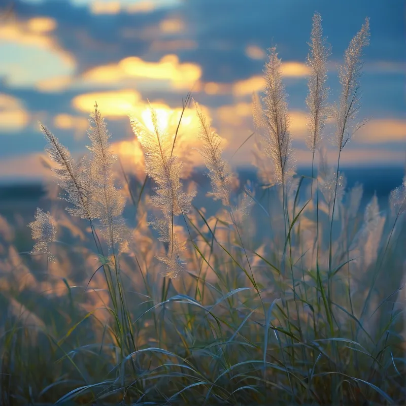 Golden Grasses at Sunset