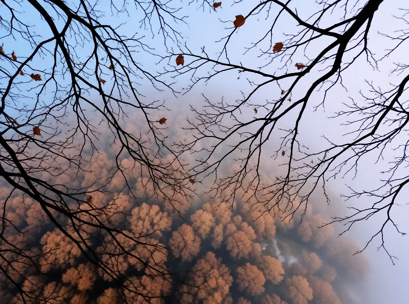 Dark silhouetted branches frame a dense forest canopy glowing with warm pink light through the morning mist.