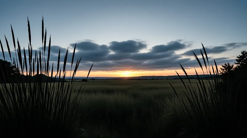 Dark stalks of grass frame a wide open field where the sun sets on the horizon under clouds.