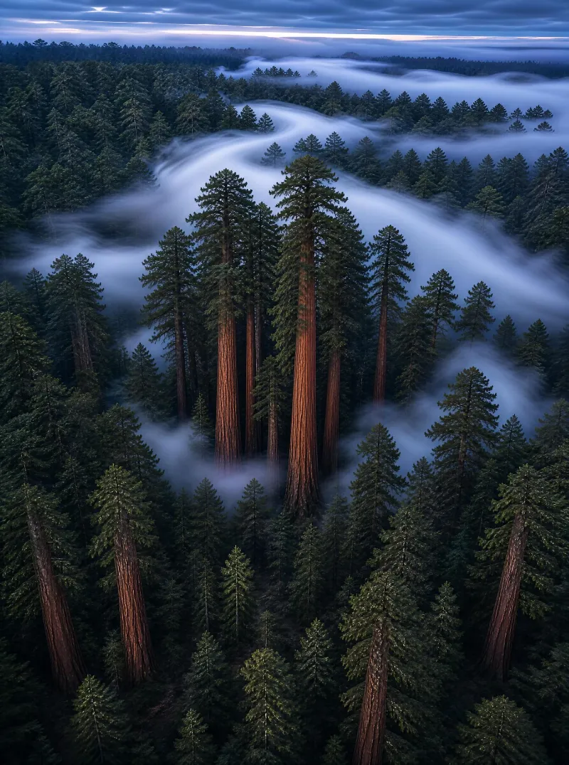 Tall redwood trees rise above a misty forest at blue hour, with rolling fog swirling around their bases.