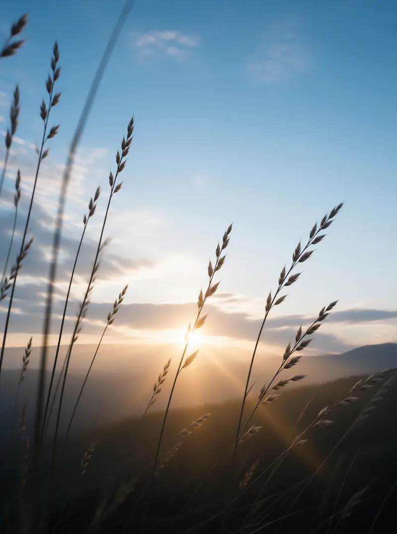 Sunrise Through Wild Grass