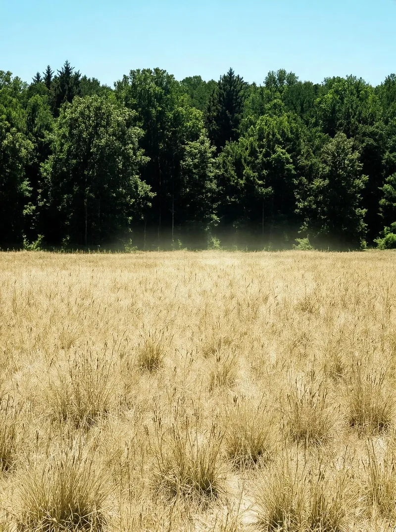 Golden Field and Forest