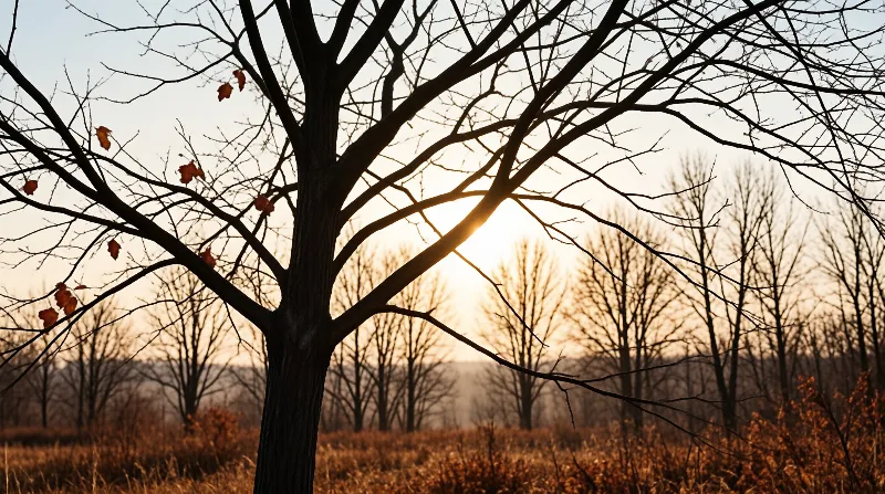 A leafless tree stands against a warm glowing sky with the sun peeking through its branches.