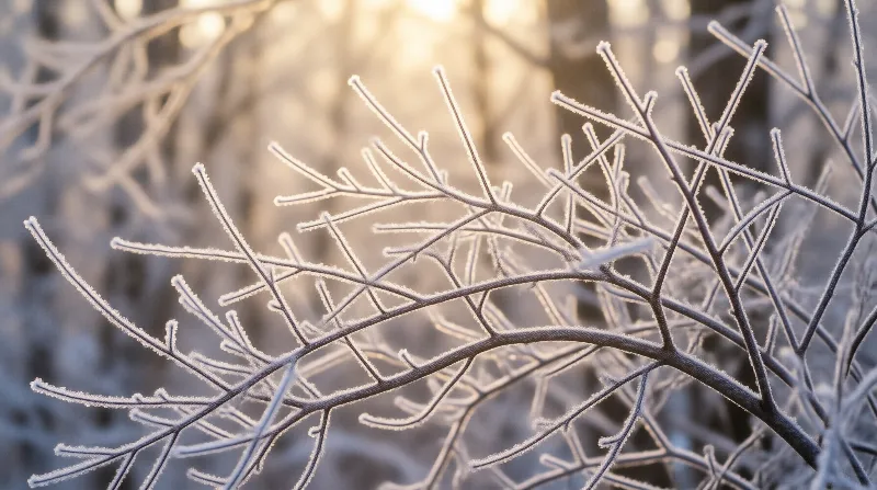 Frost-Laced Twigs in Winter Light