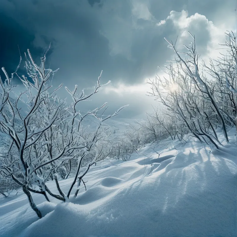 Leafless branches covered in snow stand on a hill while sunlight breaks through dark clouds above the landscape.