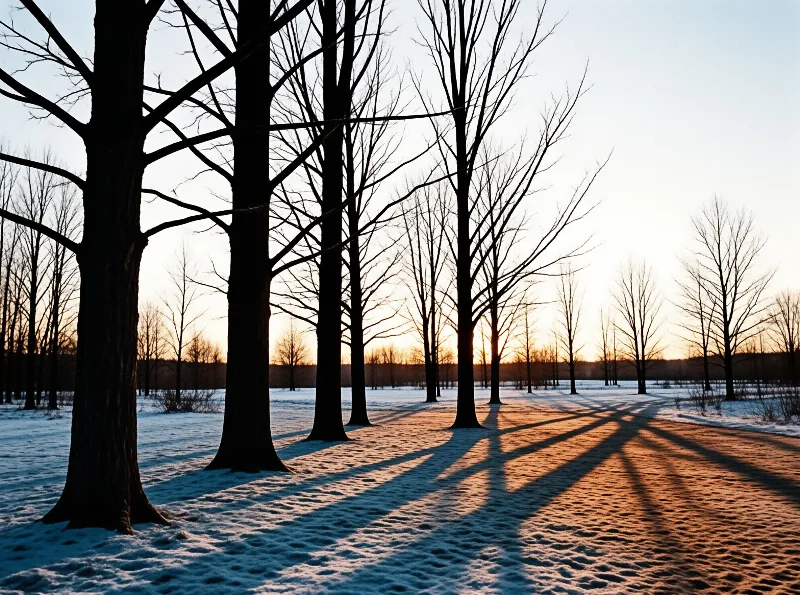 Low winter sun throws long dark tree shadows across a snow blanketed open field lined with bare leafless trunks.