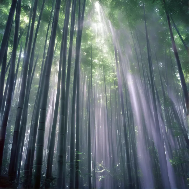 Tall green bamboo stalks reach upward while sunlight filters down through the misty canopy creating an ethereal atmosphere.
