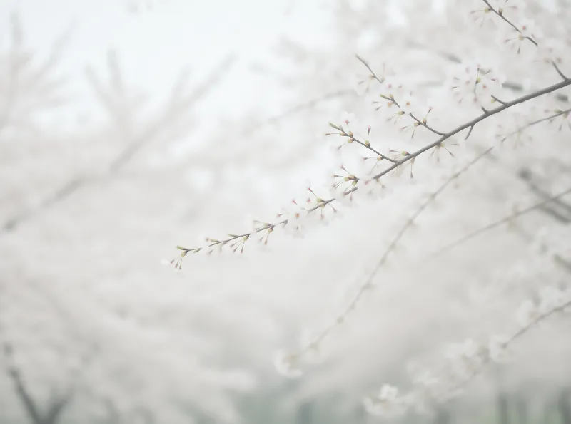White Blossoms in Mist