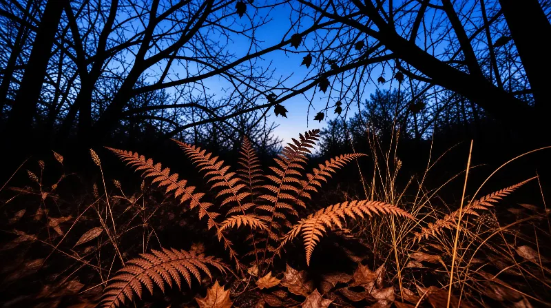 Burnished fern fronds catch the last blue light while bare branches web the sky above a leafy woodland floor.