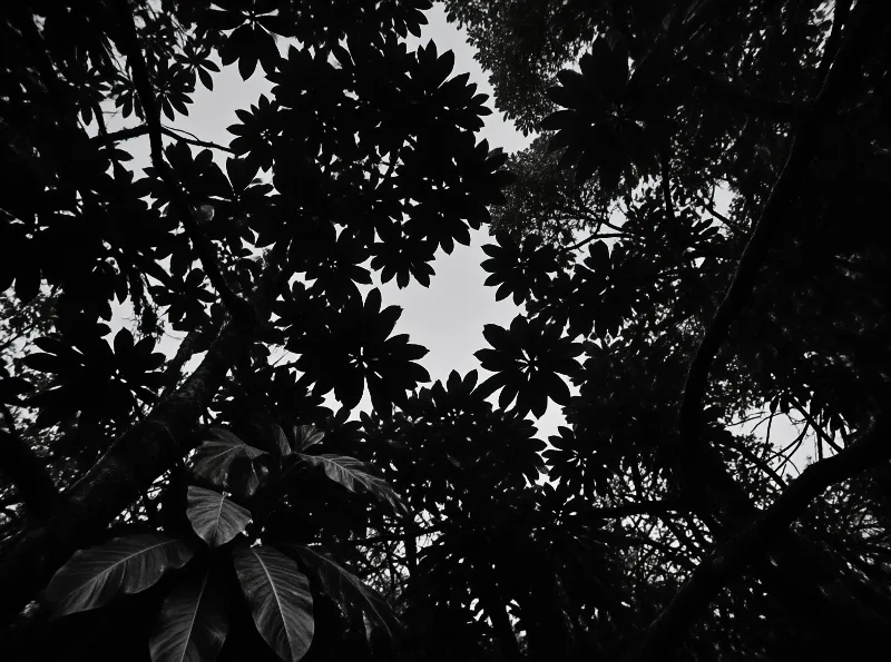 A black and white shot of tree branches and leaves looking up towards a bright sky.