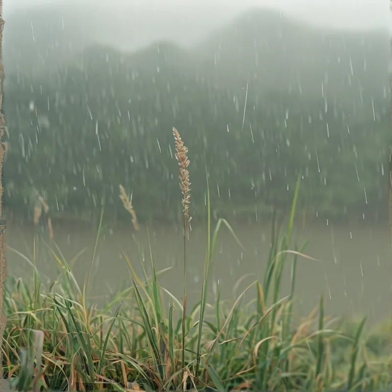 Tall grass stalk stands near a misty lake while heavy rain falls against a blurred green treeline in the distance.