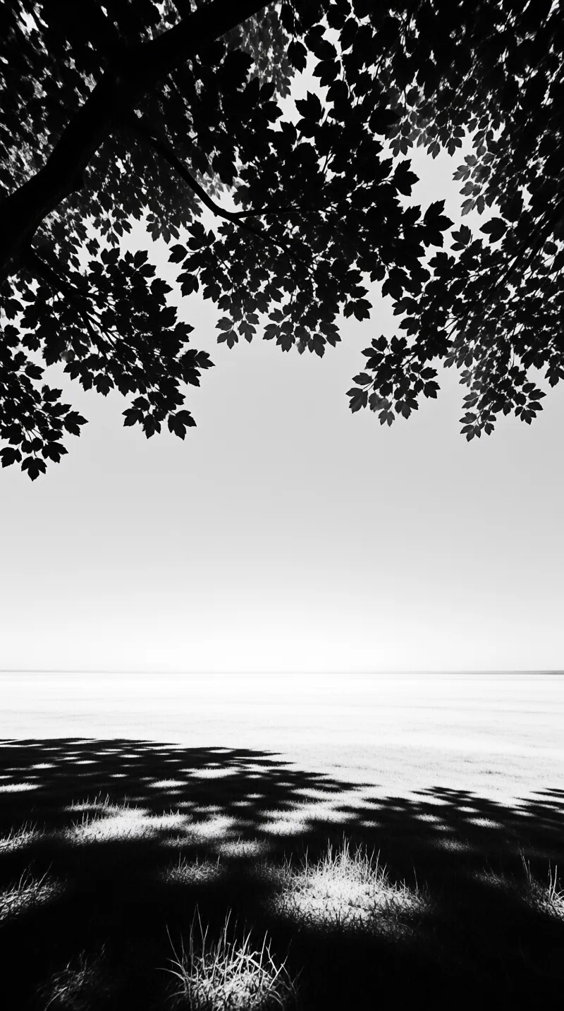 Dark leaves overhang a bright sky while dappled shadows scatter across pale grass in this black and white study.