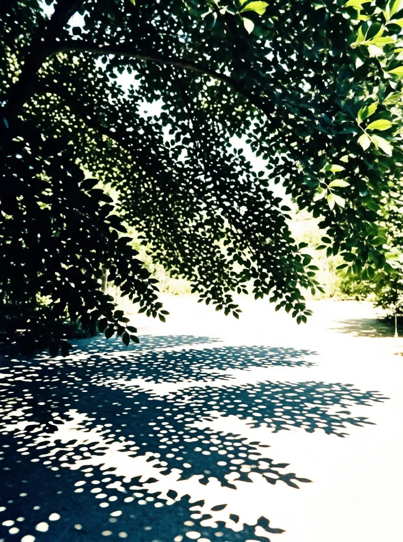 Dappled sunlight filters through dense green leaves creating intricate shadow patterns on a quiet garden path