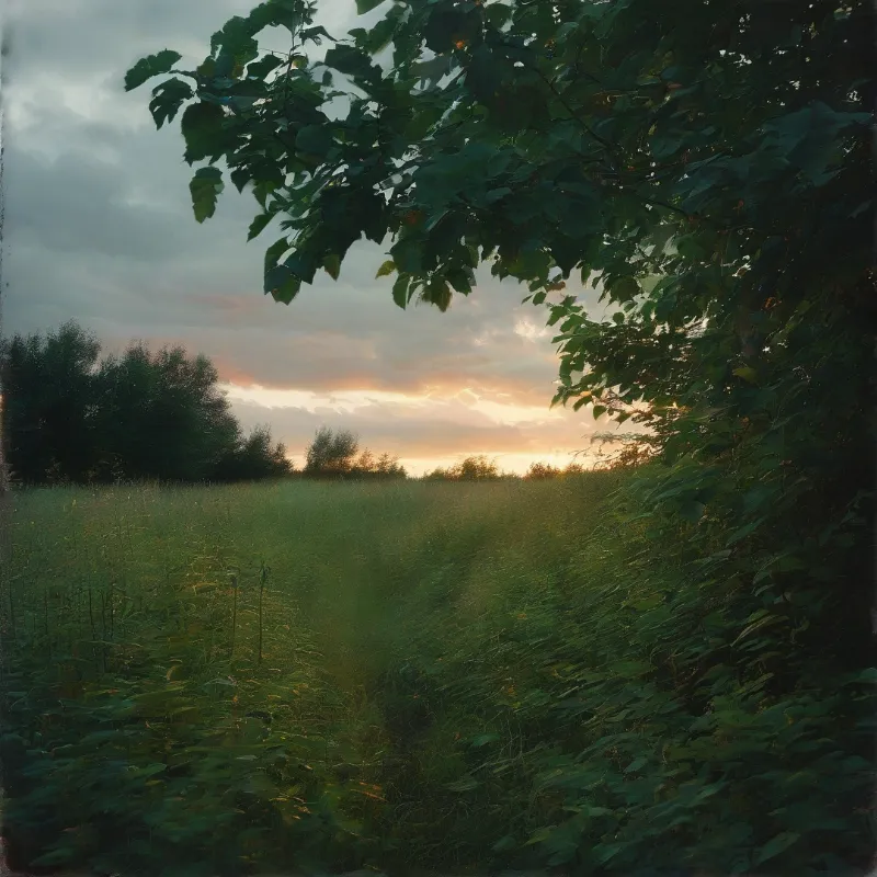 A meadow stretches toward a tree line where the sun glows through scattered clouds while dark foliage frames the foreground.