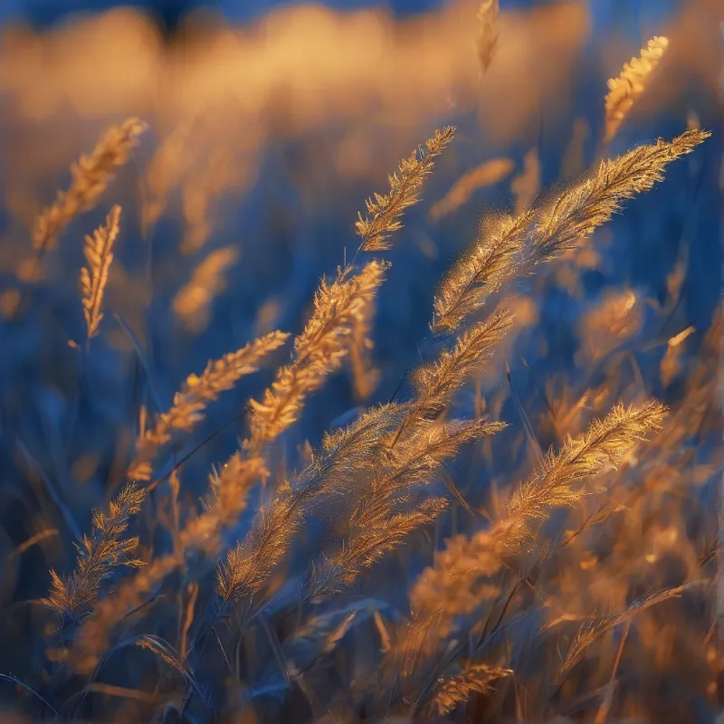 Slender grain stalks glow warmly while standing against a soft cool blue horizon at dusk.