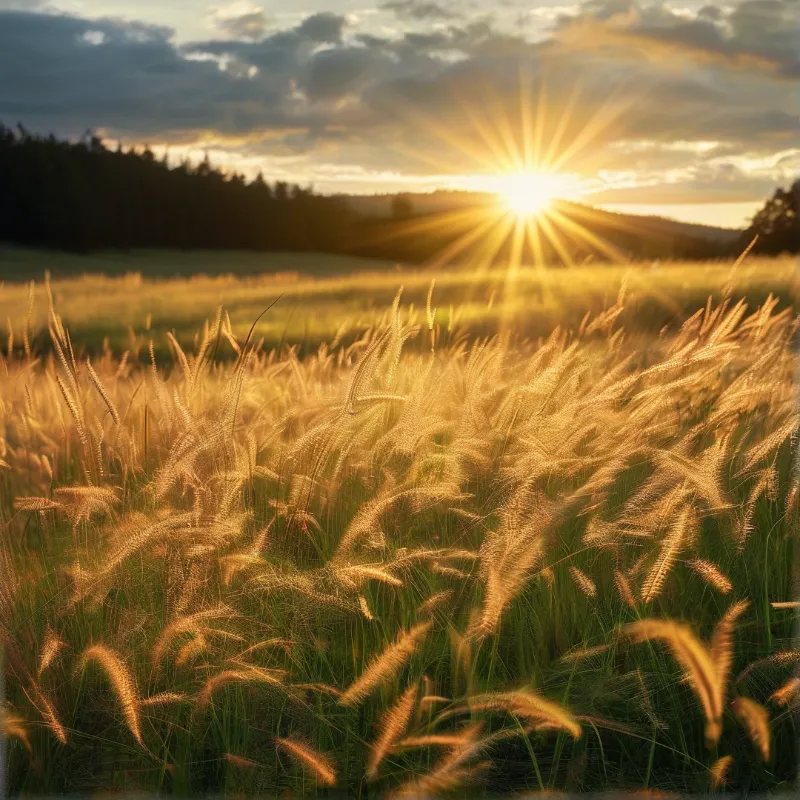 Sunset Over Golden Wheat Field