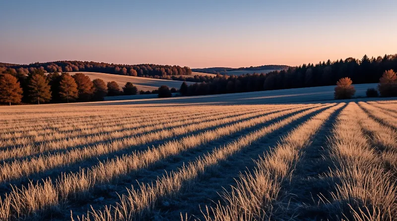 Rows of frost-covered grain catch golden light while long shadows stretch across the field near wooded hills.