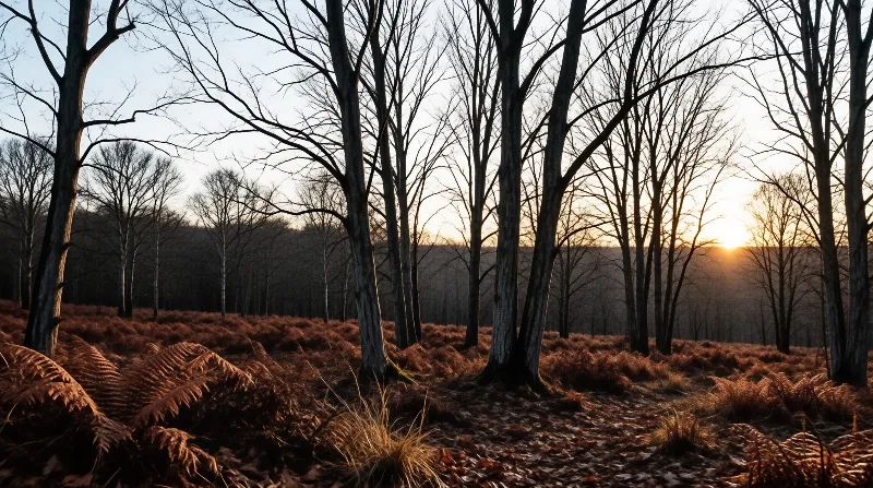 Sunset in the Bare Forest