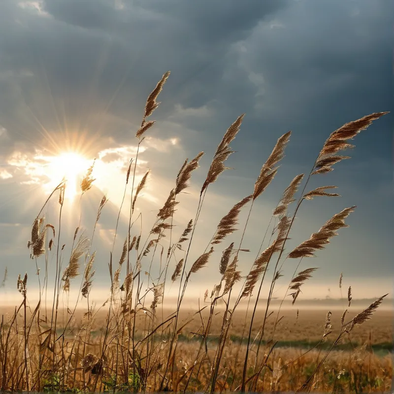 Sunlight Through Reeds