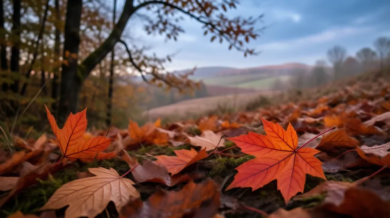 Misty Autumn Forest