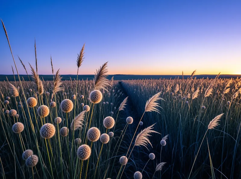 Sunset Field of Flowers