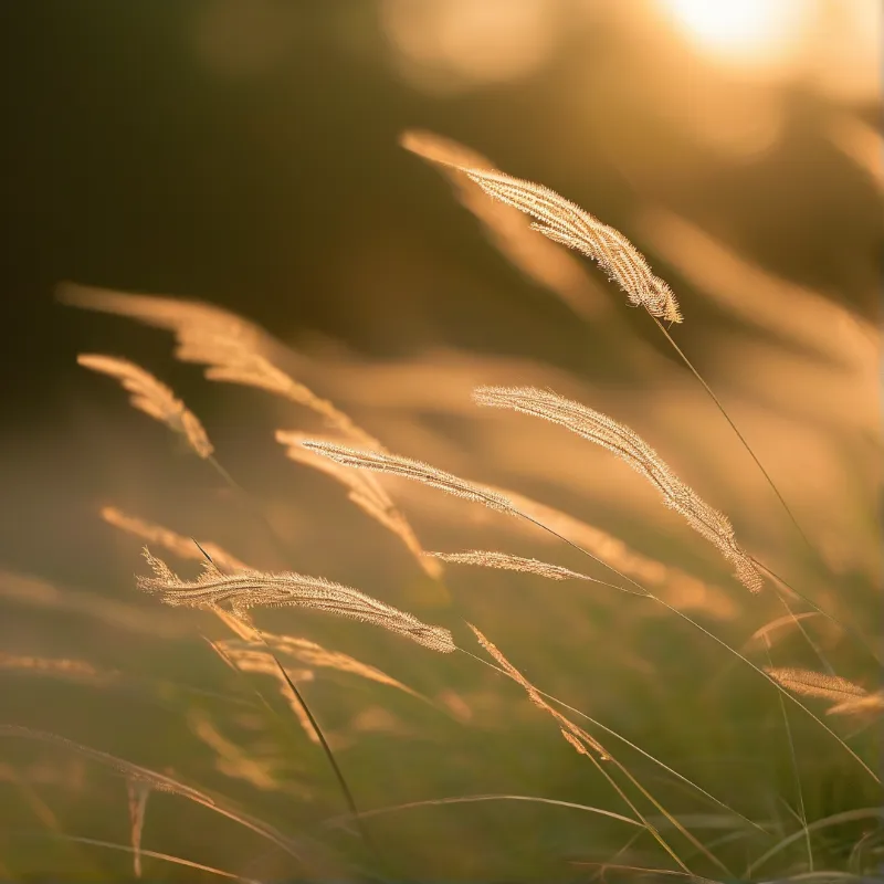 Grass in Golden Light
