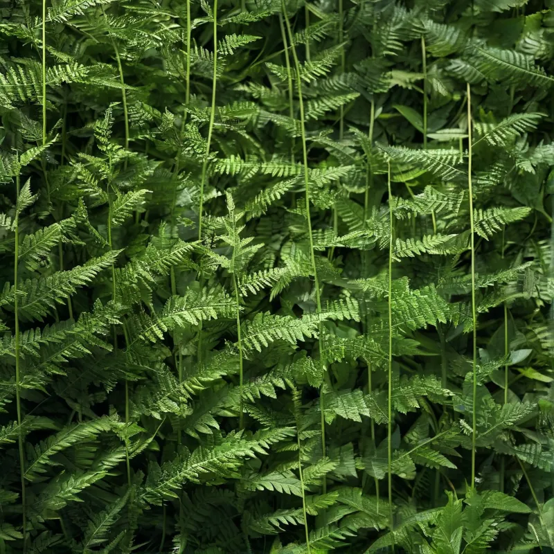 Dense Green Ferns