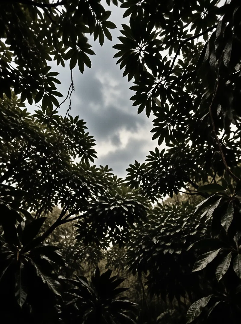 Palmate umbrella tree foliage frames a grey cloudy sky from a low upward view, with dark dense leaf clusters in the foreground.