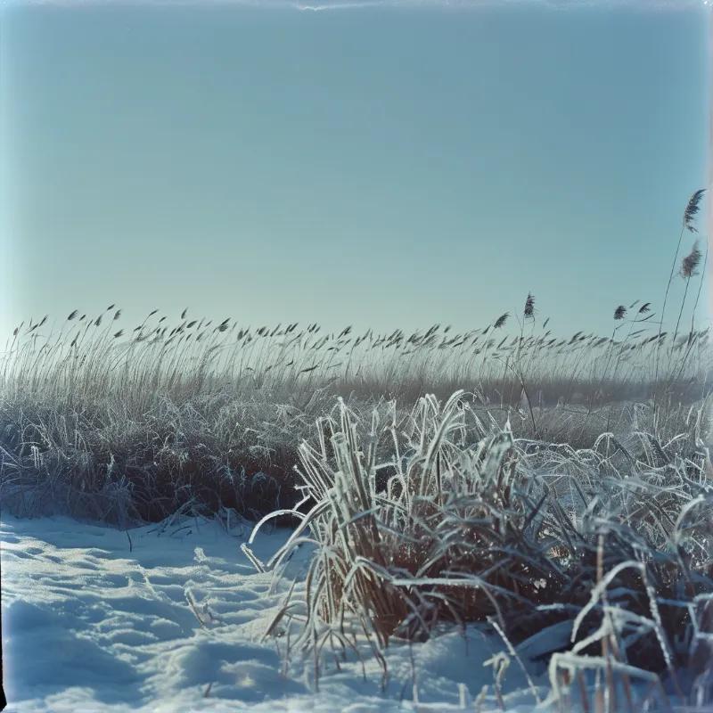 Tall wild grasses coated in white frost stand against a clear blue sky above a snowy ground surface creating a cold winter scene with soft lighting highlighting the icy texture of the vegetation.