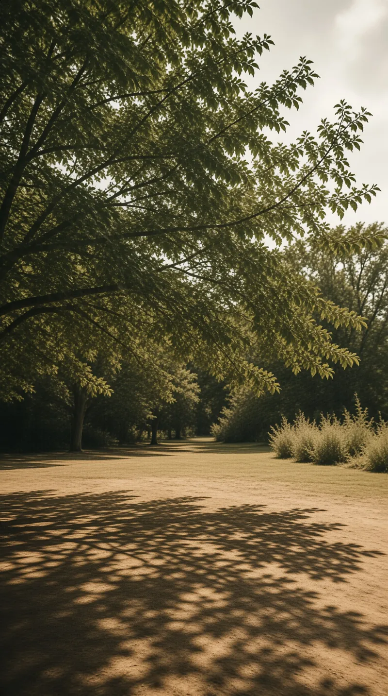 Dense tree branches hang over a park path casting intricate leaf shadows across the sunlit ground.