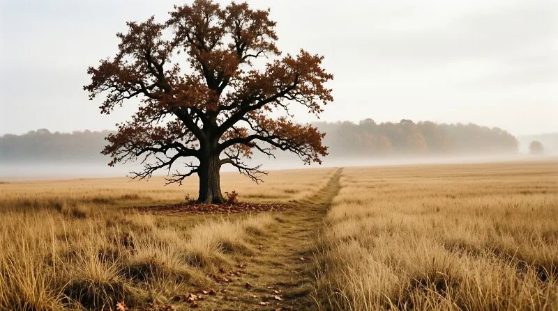 A large tree with brown leaves stands alone in a grassy field as fog obscures the distant forest and a path leads away.