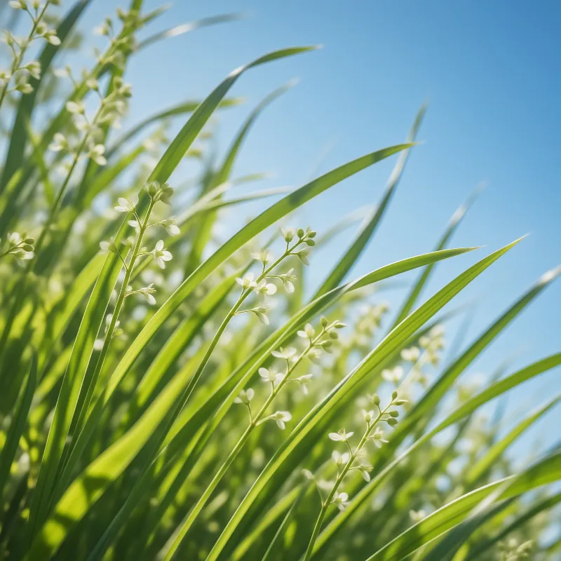 Green Grass Under Blue Sky