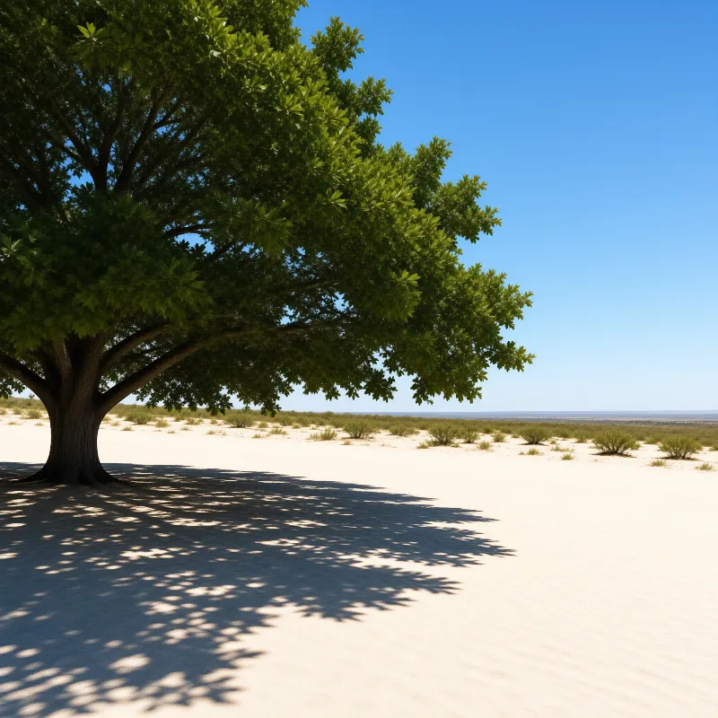 Solitary Tree on White Sand