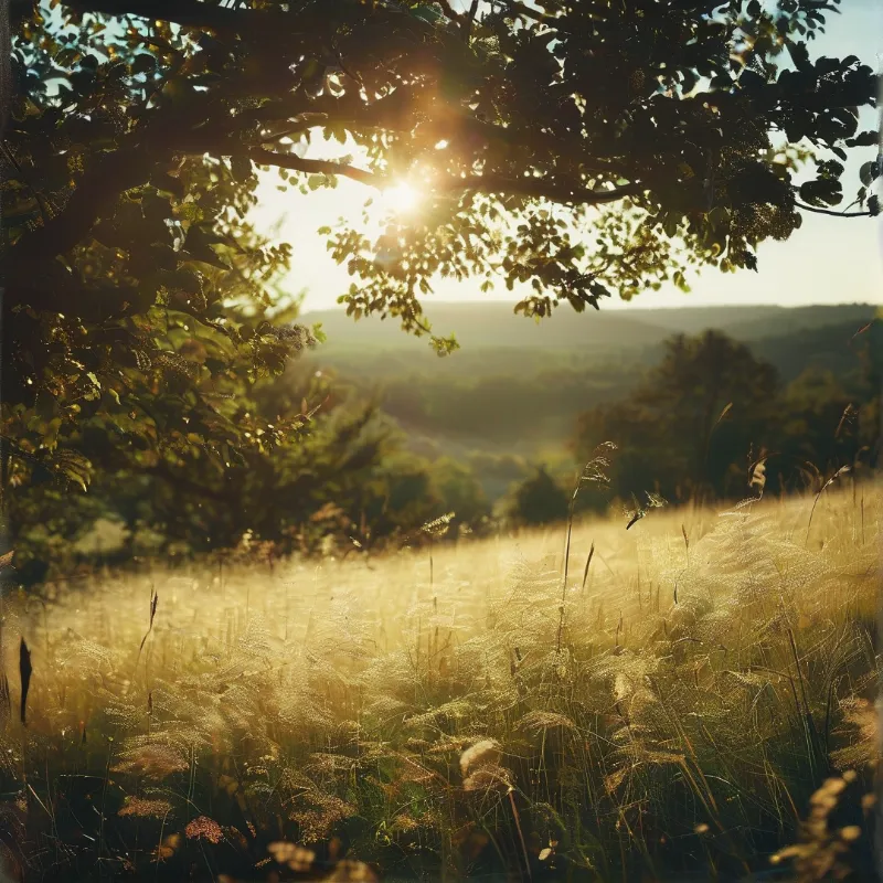 Warm rays of sunlight break through overhanging leaves illuminating a vast field of tall grasses with a hazy atmospheric quality.