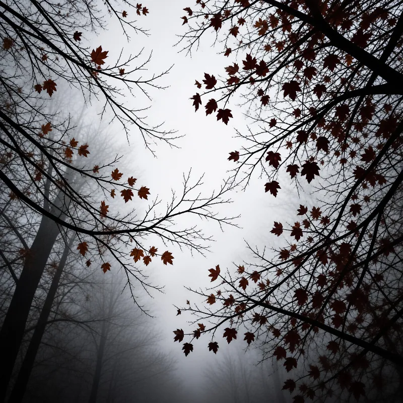 Silhouetted tree limbs with scattered autumn foliage frame a cloudy foggy sky.