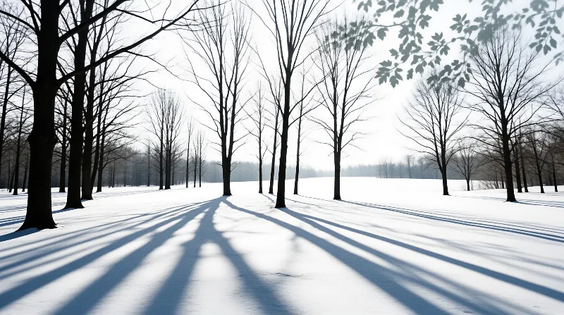 Leafless trunks stand on a snowfield, throwing deep blue shadows across the bright white ground.