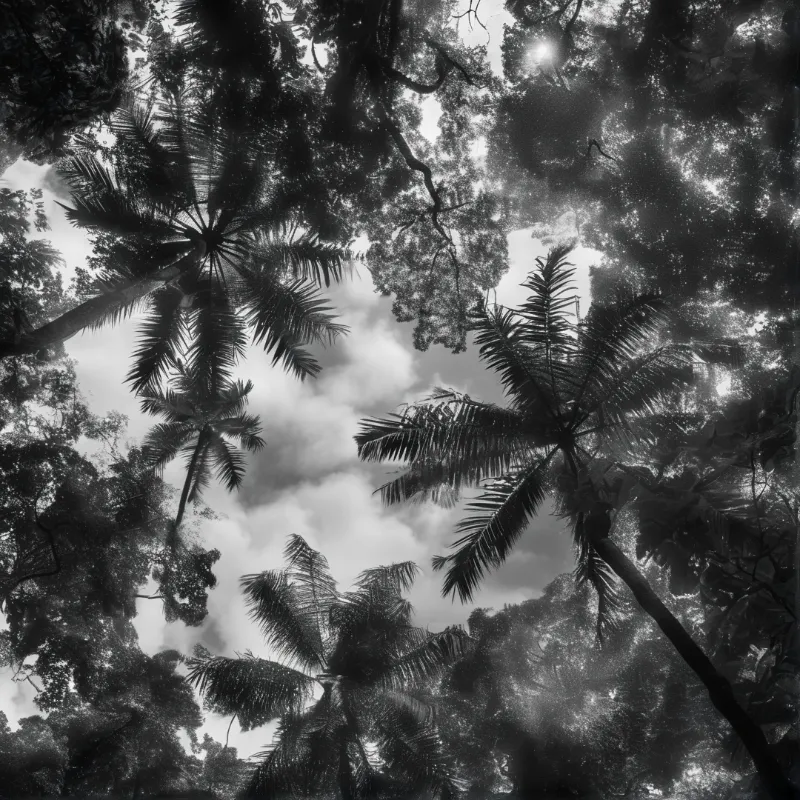 A view looking up through dark palm trees towards a bright cloudy sky where sunlight filters through the dense forest canopy.