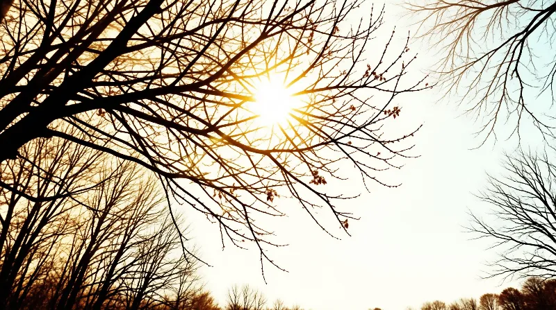 Bare leafless tree branches spread across a glowing sky as the low winter sun bursts through them in warm golden light