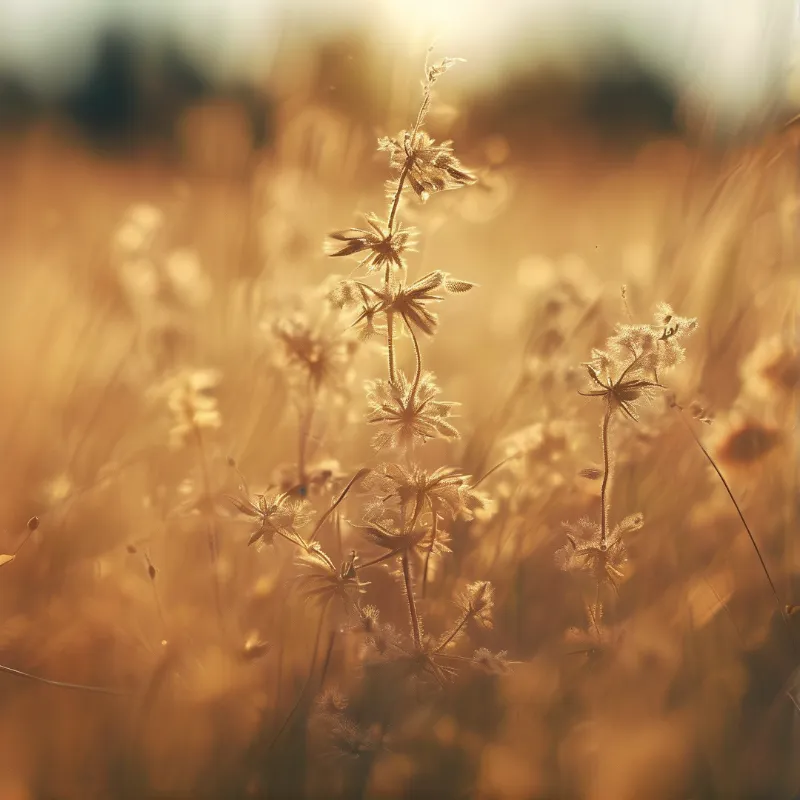 Dried wildflowers stand tall in a field of golden grass illuminated by warm sunset light.