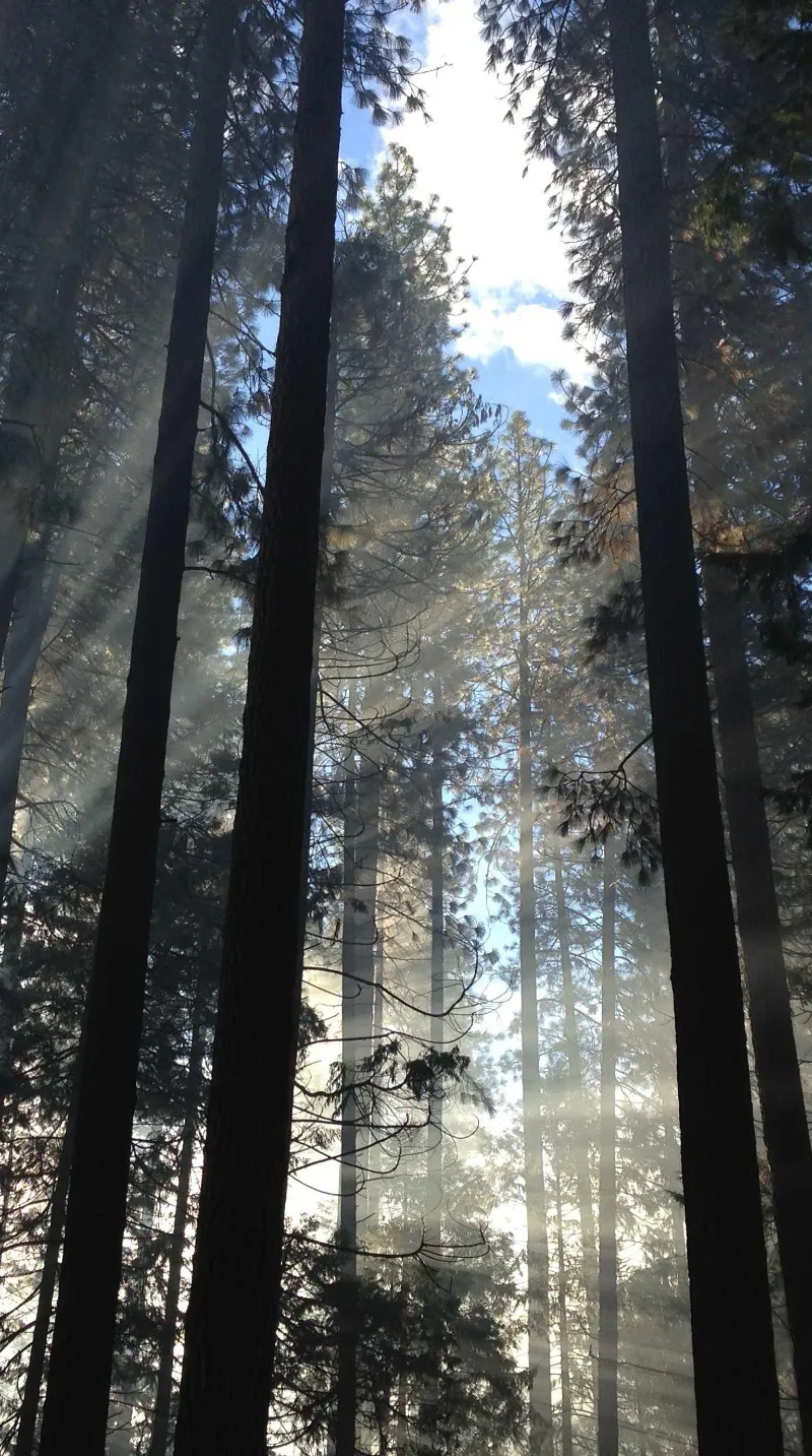 Sunlit Redwood Forest Landscape