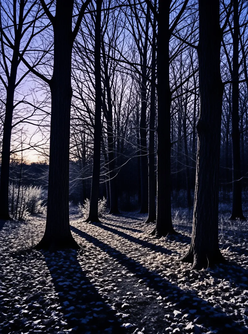 Leafless trunks stand in dark rows above frosted ground as low dusk light stretches their shadows across the wood.