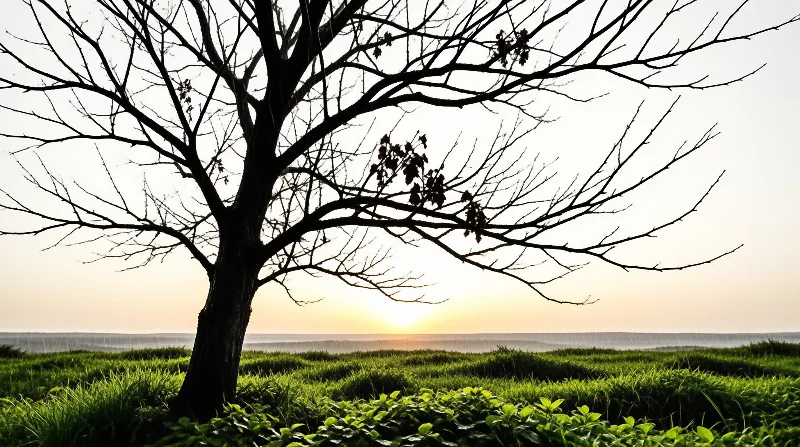 A large bare tree silhouette rises from a lush green field while the sun glows low on the distant horizon.