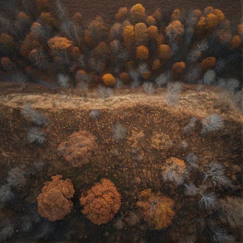 Aerial view of autumn forest with a bare earth band separating dense orange canopies from grey trees.
