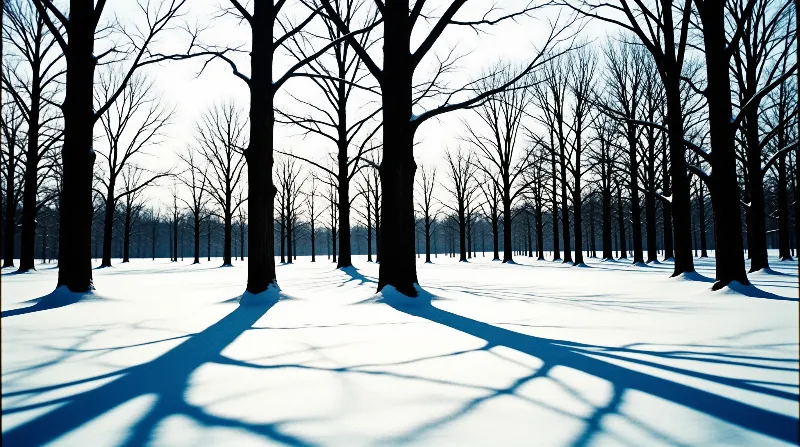 Leafless dark trees line a snow covered winter landscape, throwing long deep blue shadows across the bright white ground under pale cool light.