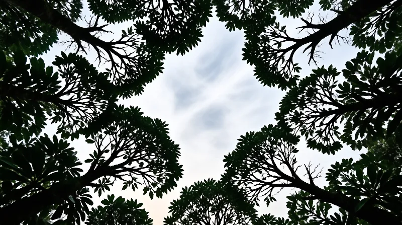 Dark leafy branches reach inward from every edge, leaving a bright cloud streaked patch of sky at the center.