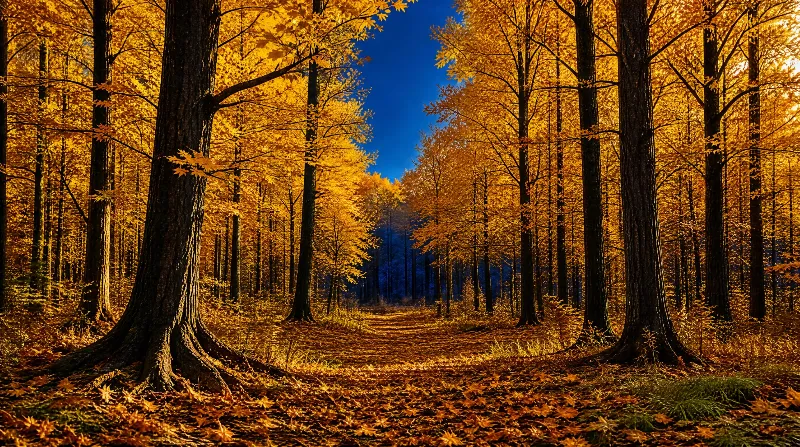 Autumn Forest Path