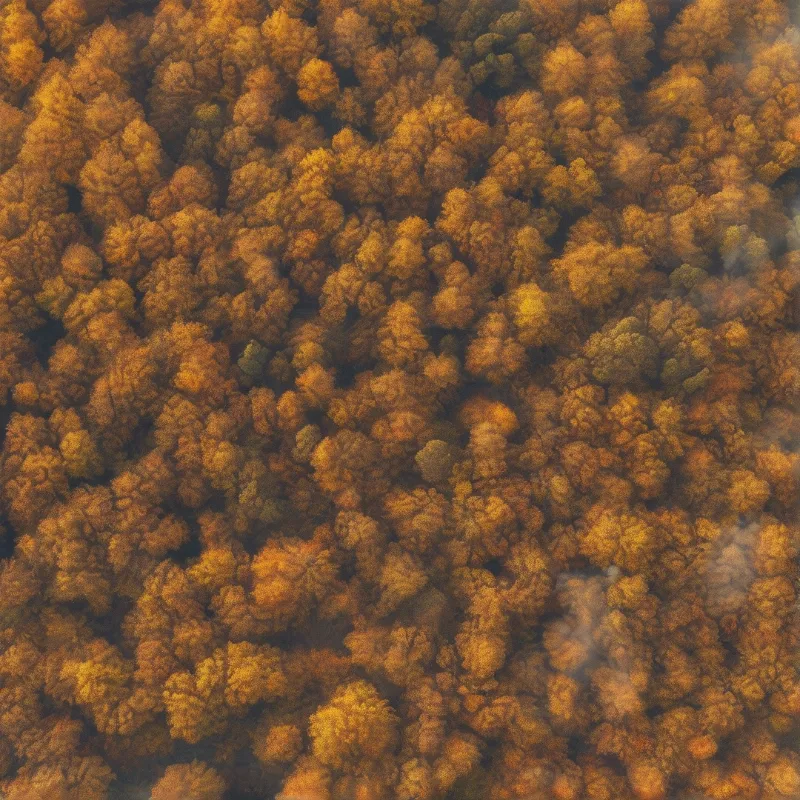 Aerial view of a dense forest canopy displaying vibrant yellow and orange autumn foliage under soft natural lighting.
