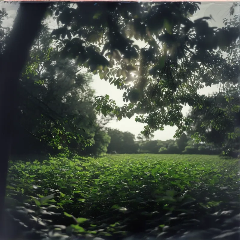 Sunlight passes through overhanging tree leaves to brighten a wide stretch of lush low green undergrowth at the forest edge.