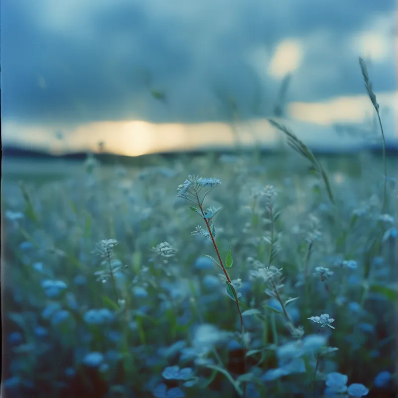 A single tall flower stands clearly in focus within a field of soft blue grasses under a glowing dusk sky.